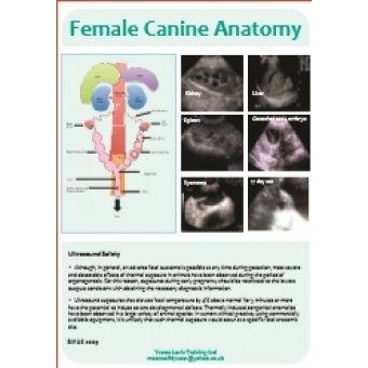 CANINE ANATOMY POSTER