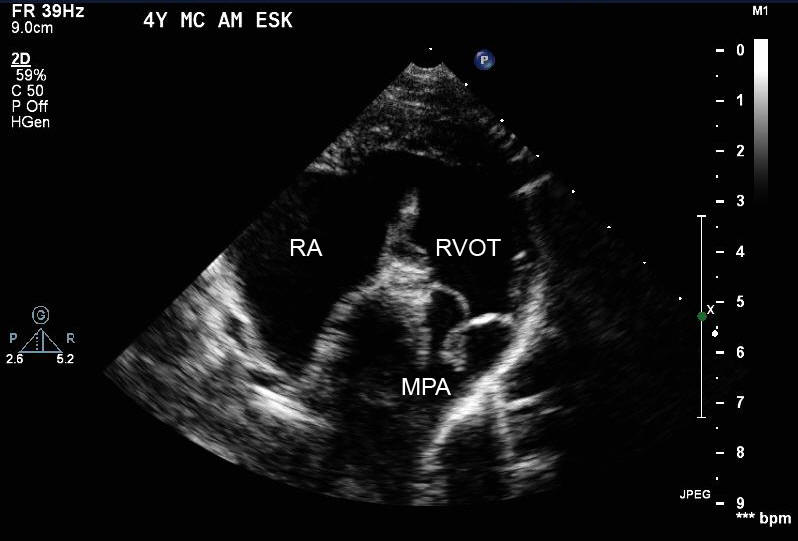 A general look at veterinary ultrasound and dog breeding
