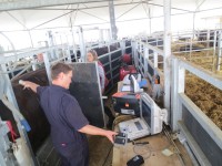 THE ROLE OF VETERINARY ULTRASOUND IN THE DETECTION OF BOVINE RESPIRATORY DISEASE