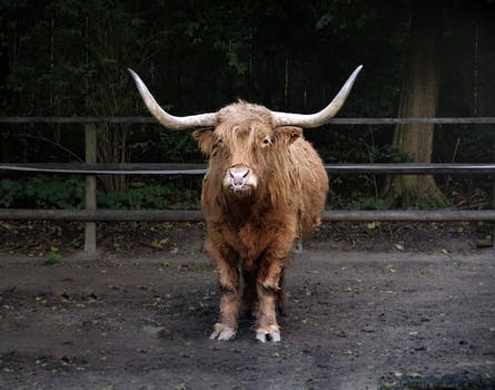 USING VETERINARY ULTRASOUND TO ESTABLISH PREGNANCY IN EGYPTIAN BUFFALO COWS