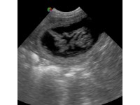 CANINE AND FELINE PREGNANCY – HOW ULTRASOUND CAN HELP