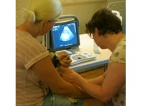 CANINE ULTRASOUND SCANNING COURSES – WHY YOU SHOULD ATTEND