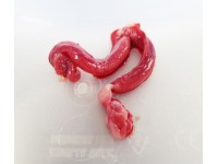 CAT UTERUS