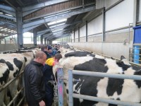 CATTLE BREEDERS