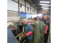 ULTRASOUND TRAINING FOR BREEDERS / FARMERS / NON-VETERINARIANS