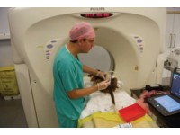 EVALUATION OF ULTRASOUND-GUIDED CENTRAL NEURAXIAL INJECTION AT THORACIC AND LUMBAR SPINE IN CANINE CADAVERS