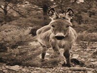 UTILISING ULTRASOUND AS A GUIDE IN DONKEYS 
