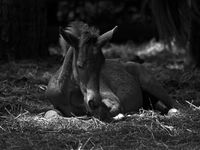 DON'T BE A 'FOAL' WHEN IT COMES TO EQUINE PREGNANCY 