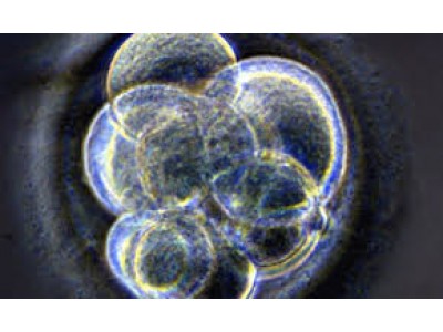 SHOULD WE MAKE THE SWITCH TO EMBRYO TRANSFER?