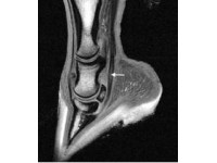 EQUINE TENDON INJURIES – WITHOUT ‘STRETCHING’ THE TRUTH