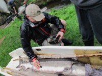 DRAMINSKI ISCAN USED FOR SEX DETERMINATION IN FISH