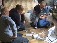 YOU HAVE GOAT TO BE KIDDING, YET ANOTHER USE FOR VETERINARY ULTRASOUND?