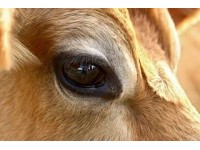 EYES ARE THE GATEWAY TO THE SOUL (AND NAMES, AGES, BREEDS…)