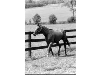 EQUINE LYMPHOMA AND ULTRASOUND IMAGING