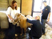 ULTRASOUND IMAGING AND THE EQUINE LIVER