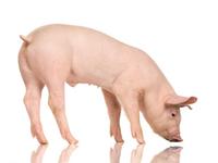ANIMAL FEED NEED NOT BE 'BOARING’