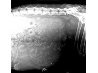 THE PITFALLS OF WORKING WITHIN THE FIELD OF VETERINARY ULTRASOUND – FACTORS PRACTITIONERS SHOULD CONSIDER