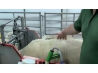 VET IMAGE SOLUTIONS IN PARTNERSHIP WITH SIGNET BREEDING SERVICES