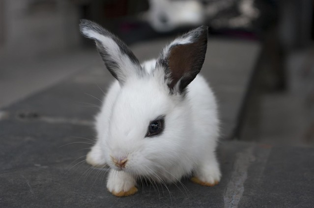 The importance of the Doppler in small animal care