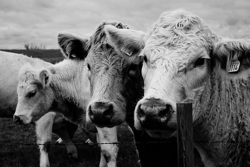 How the portable ultrasound helps dairy farmers