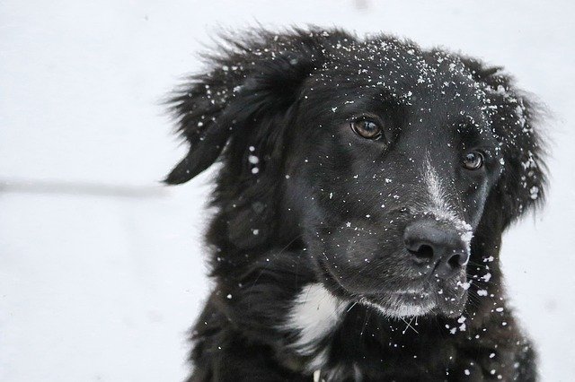 Three common winter illnesses in pets and how to prevent them