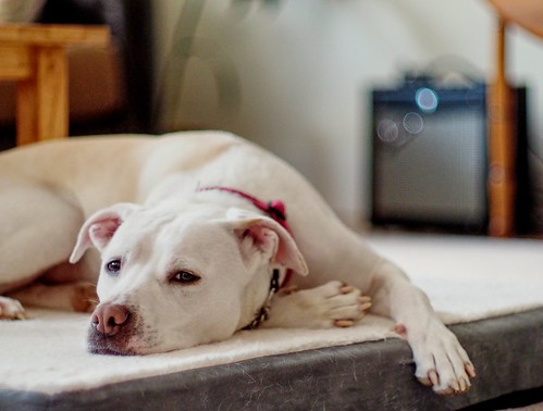 Preparing pets and their owners for an ultrasound scan