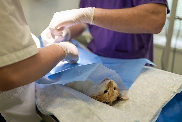 3 ways to give your veterinary practice a competitive edge