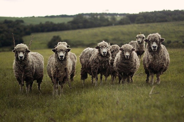 How ultrasounds can benefit your livestock management