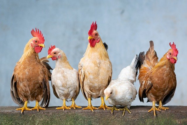 Three common illnesses in rescue hens, and how to spot them