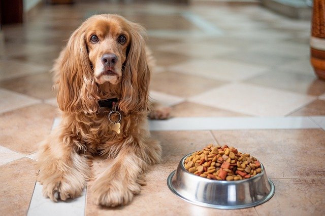 What you need to know about canine nutrition