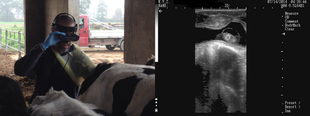 Vet Image Solutions Breeder Tec Cow training with ultrasound image