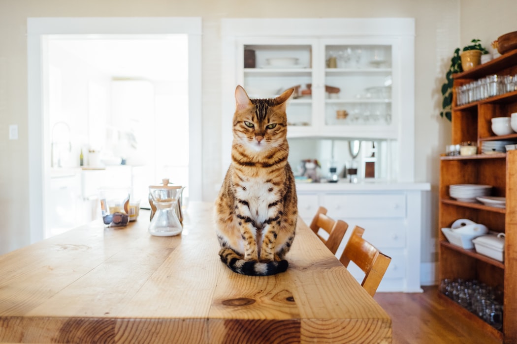 VIS new cat owners
