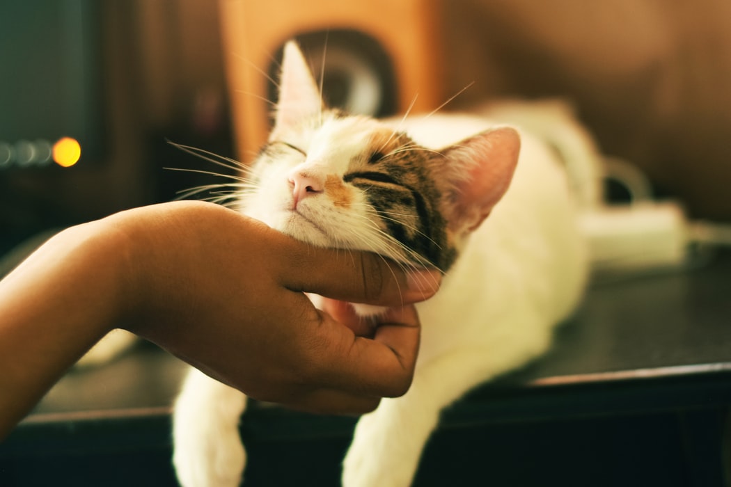 VIS new cat owners