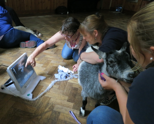 Goat ultrasound scanning